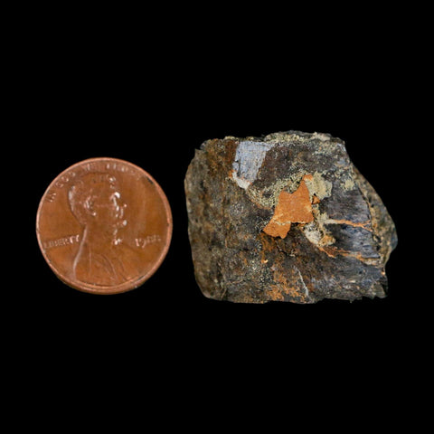 1.1" Stegosaurus Fossil Bone Specimen Bone Morrison FM WY Jurassic Age Dinosaur COA