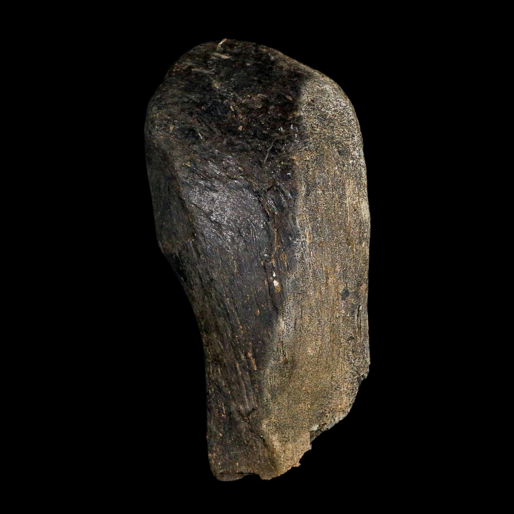 4.1" Hypacrosaurus Dinosaur Fossil Vertebrae Process Bone Two Medicine FM MT COA - Fossil Age Minerals