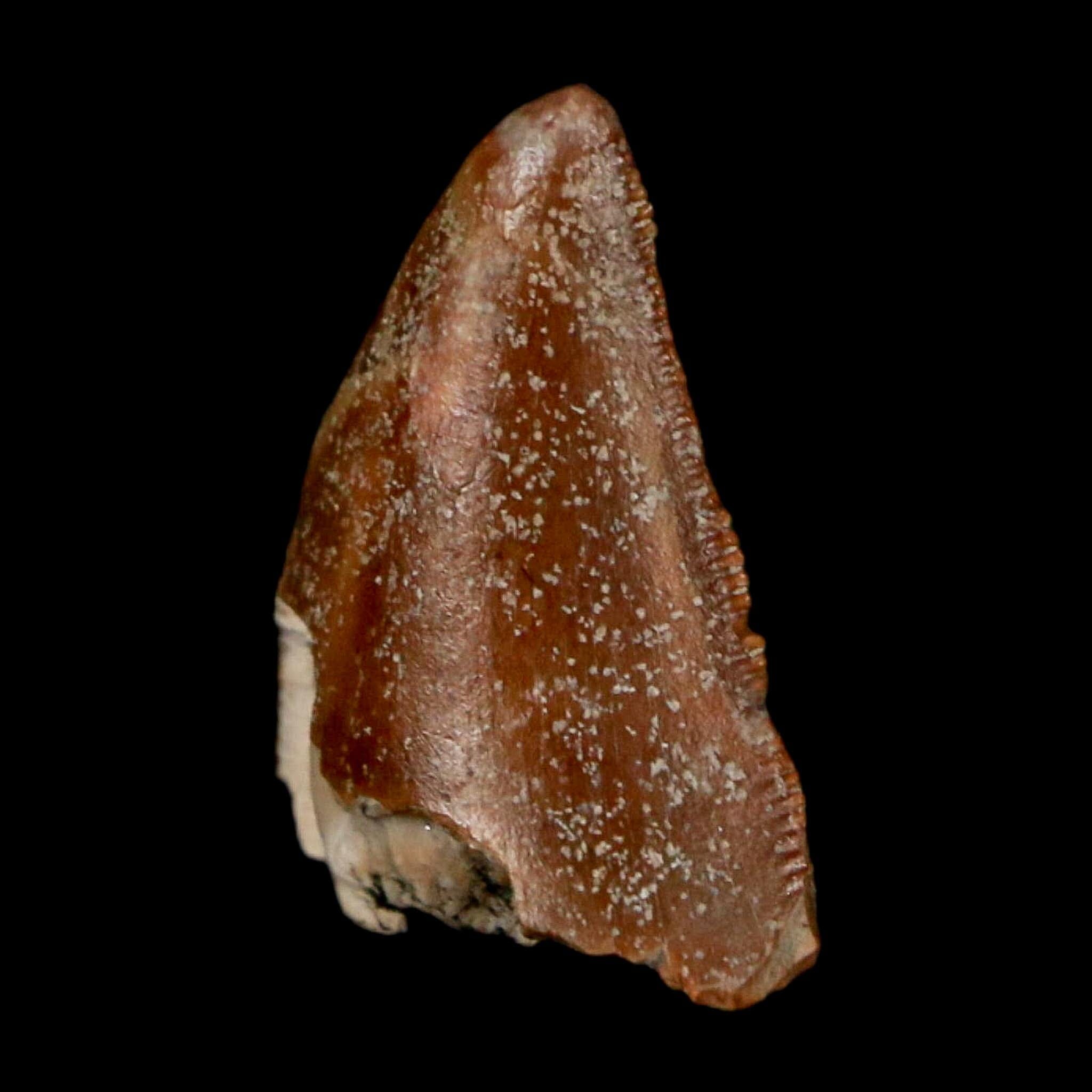0.7" Majungasaurus Serrated Fossil Tooth Cretaceous Dinosaur Madagascar COA - Fossil Age Minerals