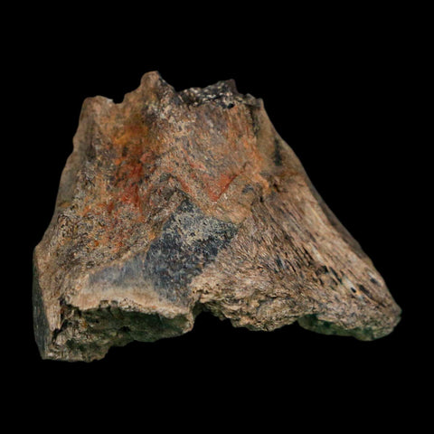 1.7" Tyrannosaurus Rex Fossil Bone Dinosaur Lance Creek Formation Wyoming COA - Fossil Age Minerals