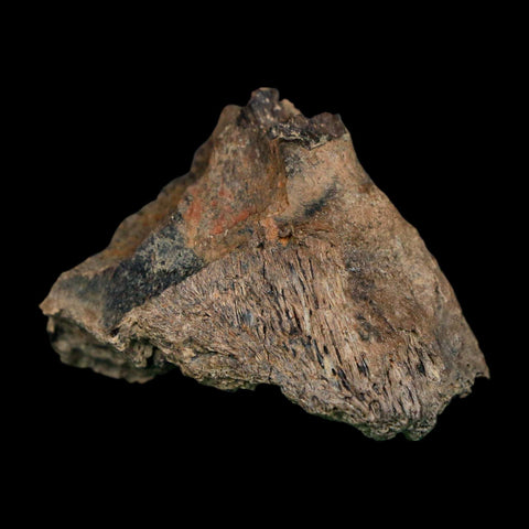 1.7" Tyrannosaurus Rex Fossil Bone Dinosaur Lance Creek Formation Wyoming COA - Fossil Age Minerals