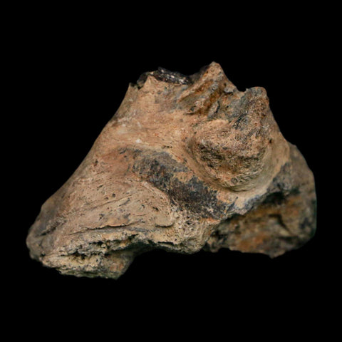 1.7" Tyrannosaurus Rex Fossil Bone Dinosaur Lance Creek Formation Wyoming COA - Fossil Age Minerals