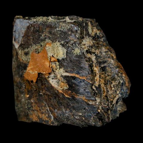 1.1" Stegosaurus Fossil Bone Specimen Bone Morrison FM WY Jurassic Age Dinosaur COA