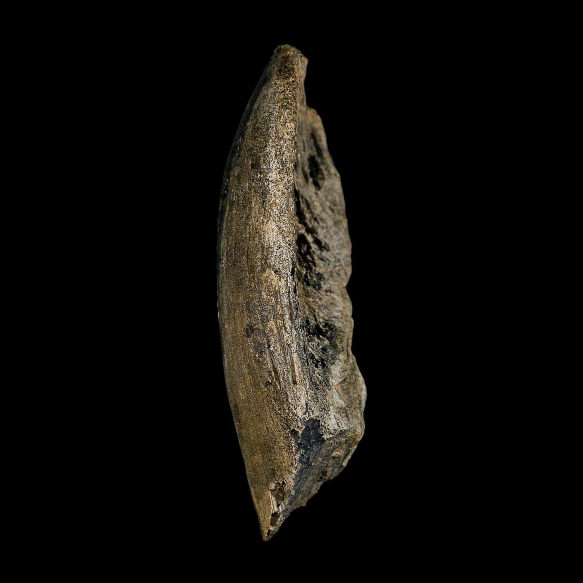 4.1" Hypacrosaurus Dinosaur Fossil Vertebrae Process Bone Two Medicine FM MT COA - Fossil Age Minerals
