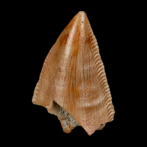 0.7" Majungasaurus Serrated Fossil Tooth Cretaceous Dinosaur Madagascar COA - Fossil Age Minerals