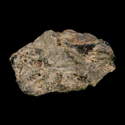 1.7" Tyrannosaurus Rex Fossil Bone Dinosaur Lance Creek Formation Wyoming COA - Fossil Age Minerals