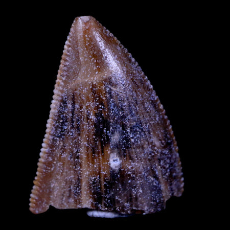 0.7" Majungasaurus Serrated Fossil Tooth Cretaceous Dinosaur Madagascar COA