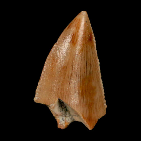 0.7" Majungasaurus Serrated Fossil Tooth Cretaceous Dinosaur Madagascar COA - Fossil Age Minerals
