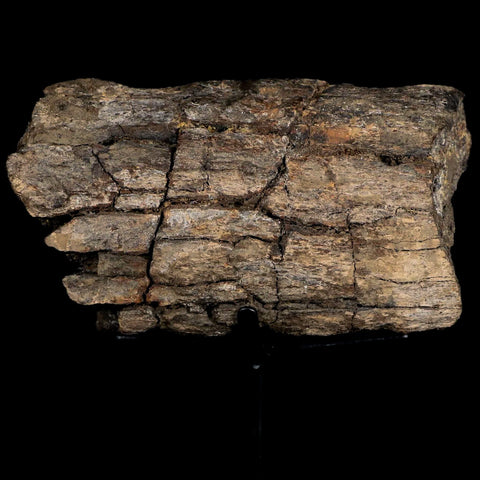 XL 4.4" Triceratops Fossil Rib Bone Hell Creek FM Cretaceous Dinosaur MT COA Stand - Fossil Age Minerals