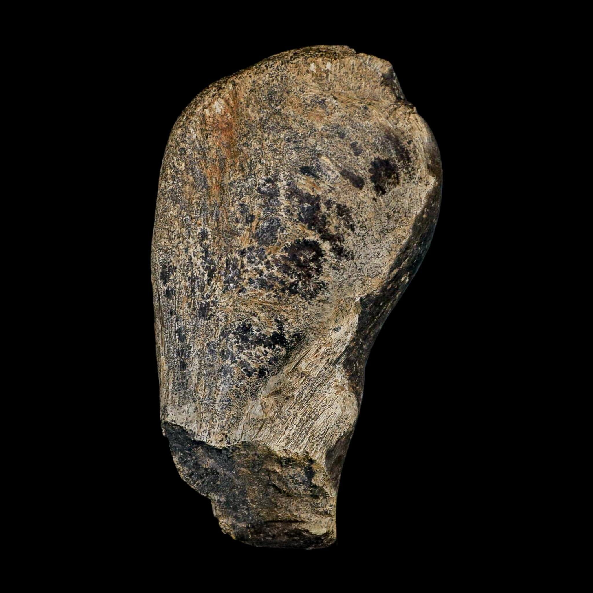 4.1" Hypacrosaurus Dinosaur Fossil Vertebrae Process Bone Two Medicine FM MT COA - Fossil Age Minerals