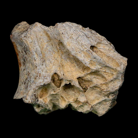 1.3" Tyrannosaurus Rex Fossil Bone Dinosaur Lance Creek Formation Wyoming COA - Fossil Age Minerals