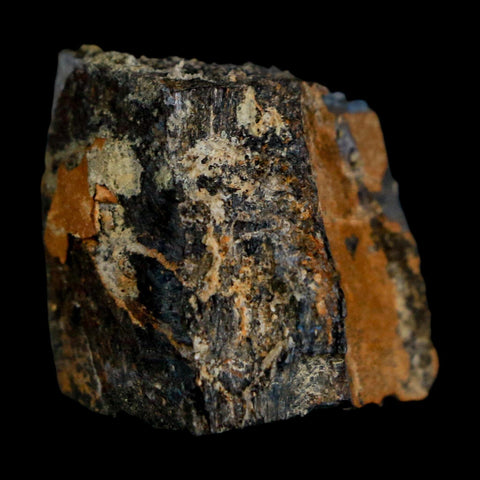 1.1" Stegosaurus Fossil Bone Specimen Bone Morrison FM WY Jurassic Age Dinosaur COA