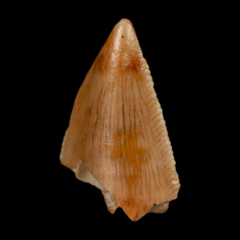 0.7" Majungasaurus Serrated Fossil Tooth Cretaceous Dinosaur Madagascar COA - Fossil Age Minerals