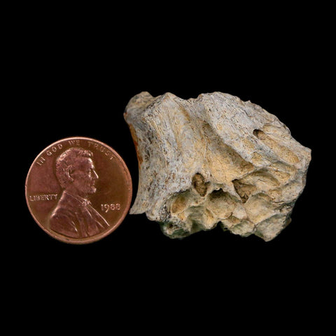 1.3" Tyrannosaurus Rex Fossil Bone Dinosaur Lance Creek Formation Wyoming COA - Fossil Age Minerals