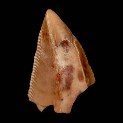 0.7" Majungasaurus Serrated Fossil Tooth Cretaceous Dinosaur Madagascar COA - Fossil Age Minerals