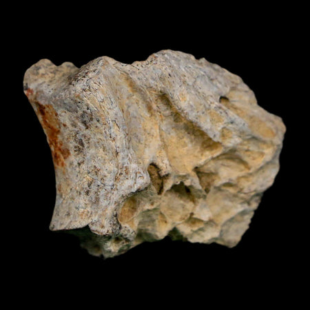 1.3" Tyrannosaurus Rex Fossil Bone Dinosaur Lance Creek Formation Wyoming COA