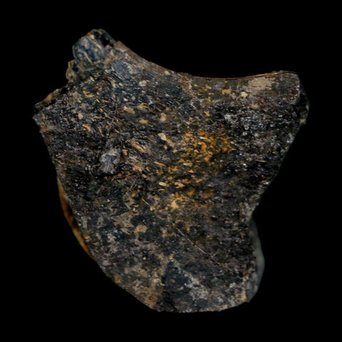 1.1" Stegosaurus Fossil Bone Specimen Bone Morrison FM WY Jurassic Age Dinosaur COA