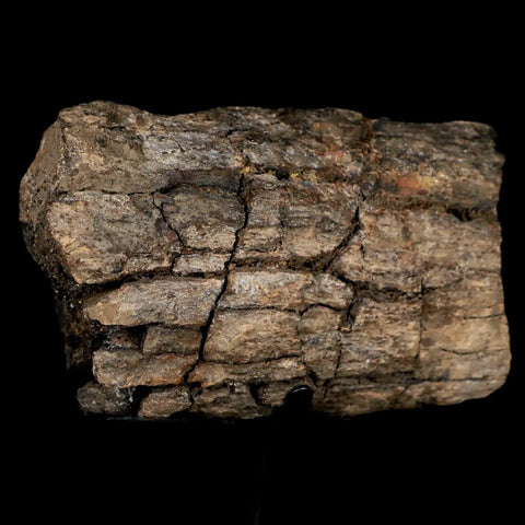 XL 4.4" Triceratops Fossil Rib Bone Hell Creek FM Cretaceous Dinosaur MT COA Stand - Fossil Age Minerals