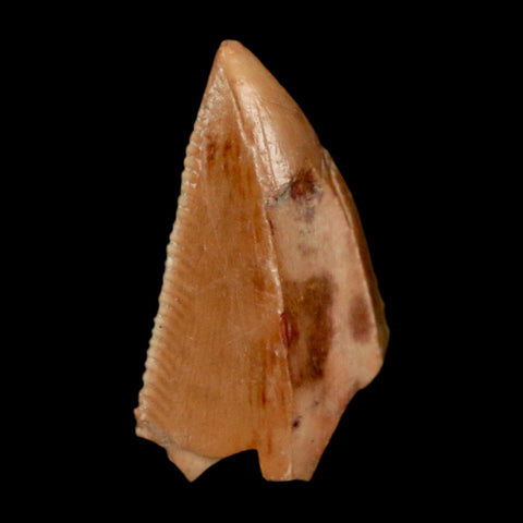 0.7" Majungasaurus Serrated Fossil Tooth Cretaceous Dinosaur Madagascar COA - Fossil Age Minerals