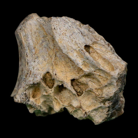 1.3" Tyrannosaurus Rex Fossil Bone Dinosaur Lance Creek Formation Wyoming COA - Fossil Age Minerals