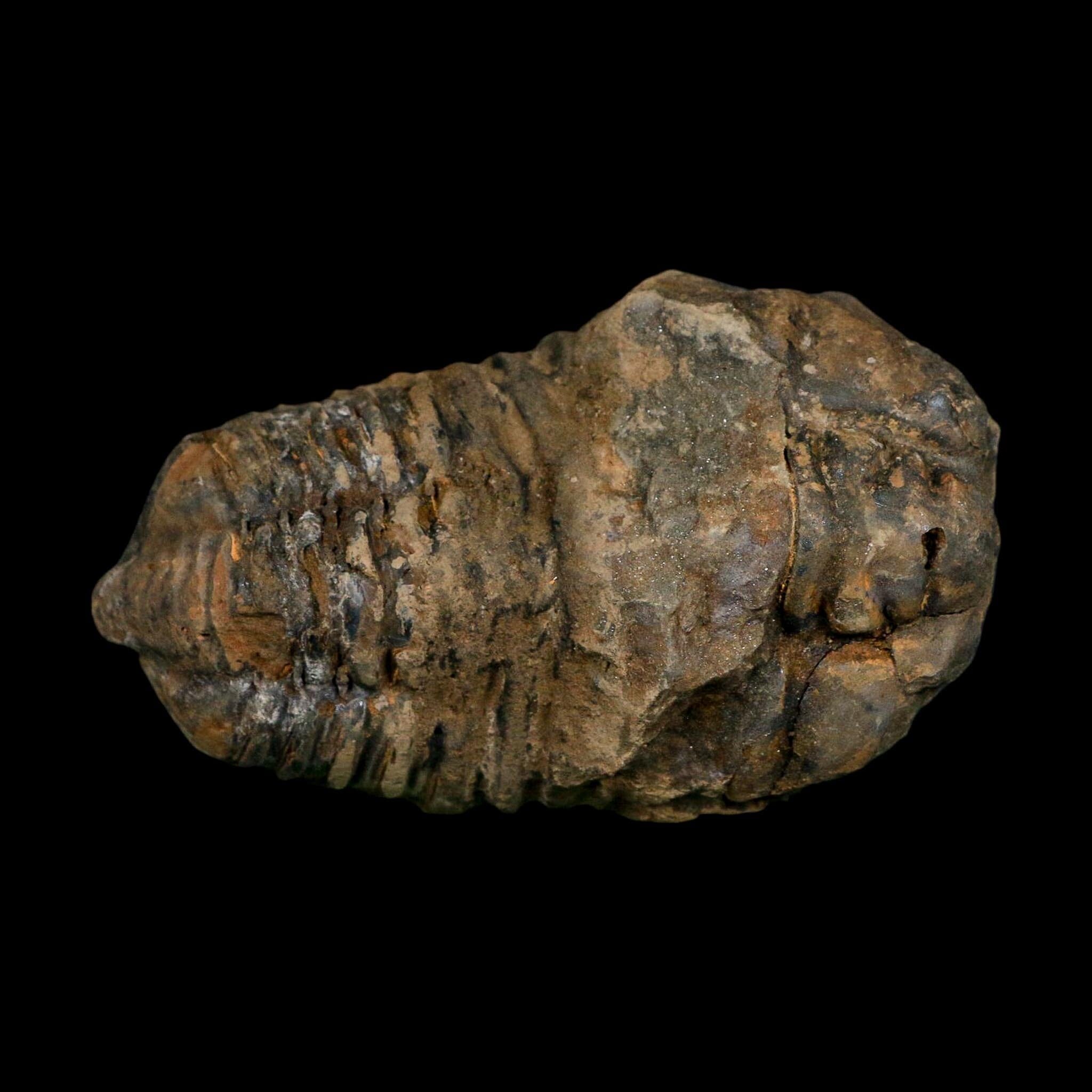 3.4" Flexicalymene Trilobite Fossil Ordovician Age Tazzarine Region Morocco COA - Fossil Age Minerals