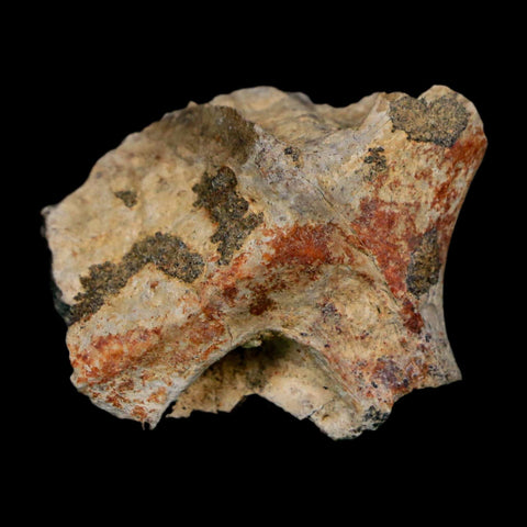 1.3" Tyrannosaurus Rex Fossil Bone Dinosaur Lance Creek Formation Wyoming COA - Fossil Age Minerals