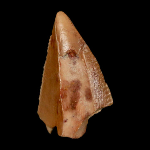 0.7" Majungasaurus Serrated Fossil Tooth Cretaceous Dinosaur Madagascar COA - Fossil Age Minerals