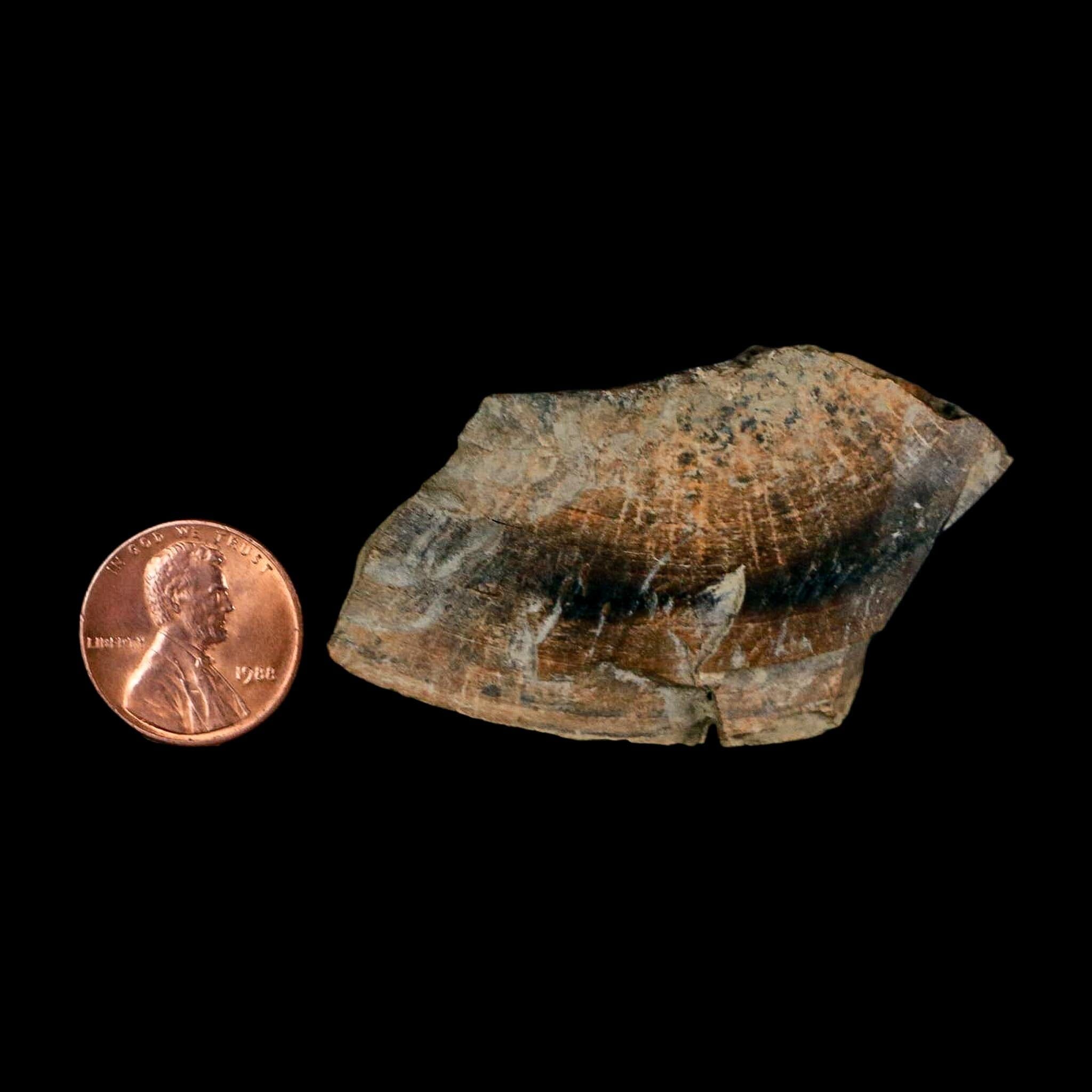 2.3" Gryposaurus Fossil Bone Growth Rings Duck-Billed Dinosaur Judith River MT COA - Fossil Age Minerals