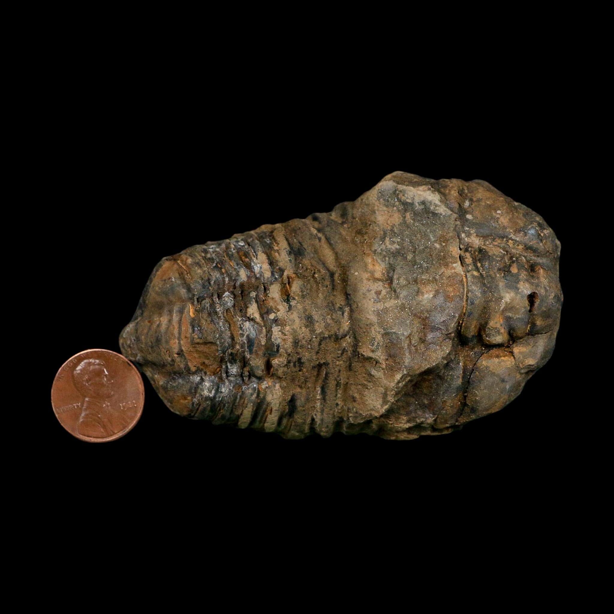 3.4" Flexicalymene Trilobite Fossil Ordovician Age Tazzarine Region Morocco COA - Fossil Age Minerals