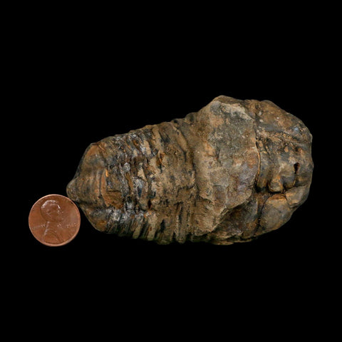 3.4" Flexicalymene Trilobite Fossil Ordovician Age Tazzarine Region Morocco COA