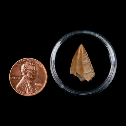 0.7" Majungasaurus Serrated Fossil Tooth Cretaceous Dinosaur Madagascar COA - Fossil Age Minerals