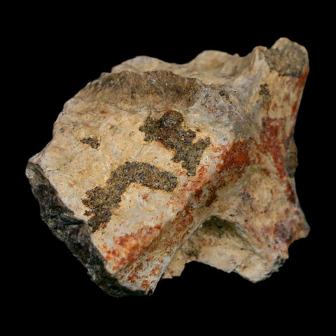 1.3" Tyrannosaurus Rex Fossil Bone Dinosaur Lance Creek Formation Wyoming COA - Fossil Age Minerals