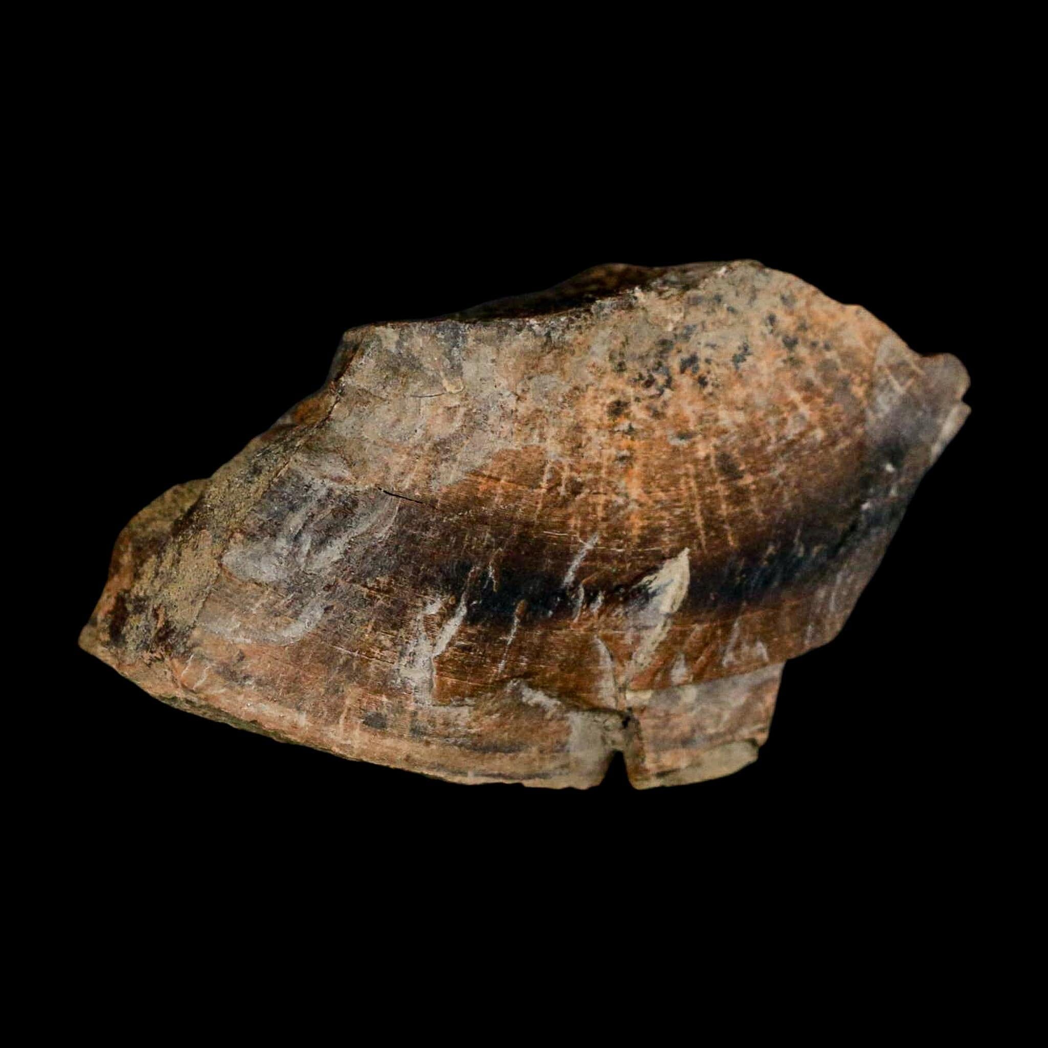 2.3" Gryposaurus Fossil Bone Growth Rings Duck-Billed Dinosaur Judith River MT COA - Fossil Age Minerals