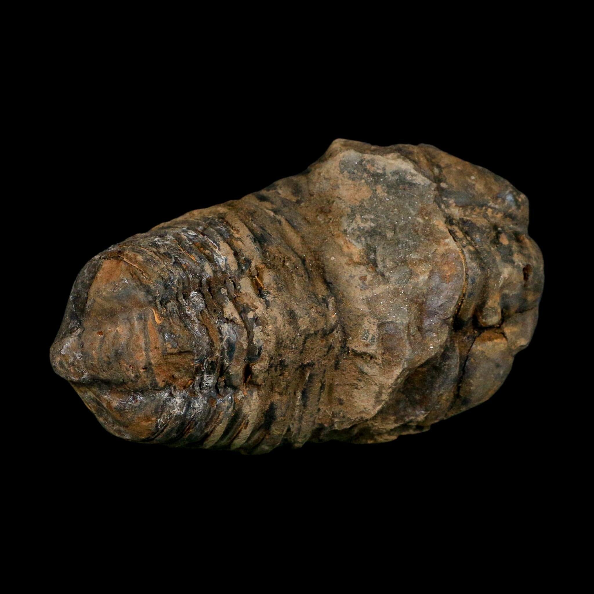 3.4" Flexicalymene Trilobite Fossil Ordovician Age Tazzarine Region Morocco COA - Fossil Age Minerals