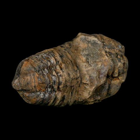 3.4" Flexicalymene Trilobite Fossil Ordovician Age Tazzarine Region Morocco COA