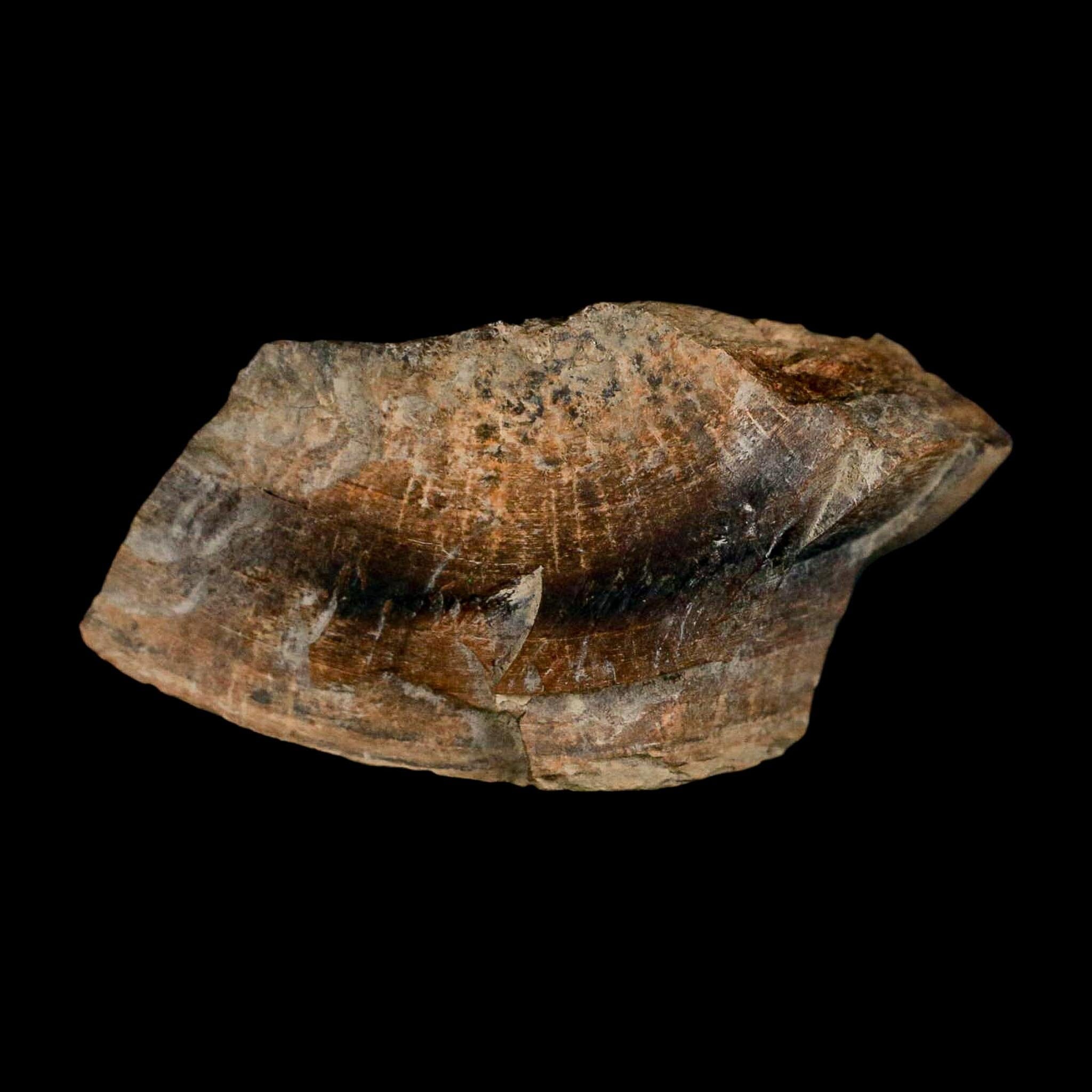 2.3" Gryposaurus Fossil Bone Growth Rings Duck-Billed Dinosaur Judith River MT COA - Fossil Age Minerals