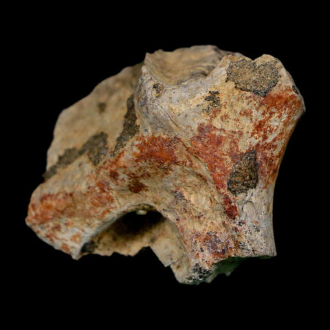 1.3" Tyrannosaurus Rex Fossil Bone Dinosaur Lance Creek Formation Wyoming COA - Fossil Age Minerals