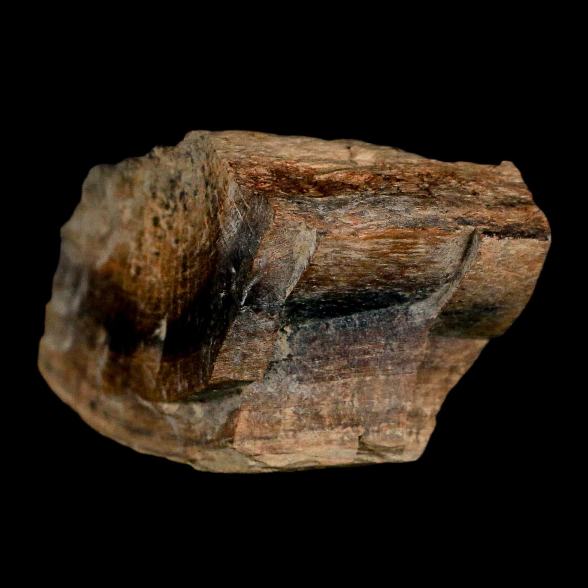 2.3" Gryposaurus Fossil Bone Growth Rings Duck-Billed Dinosaur Judith River MT COA - Fossil Age Minerals