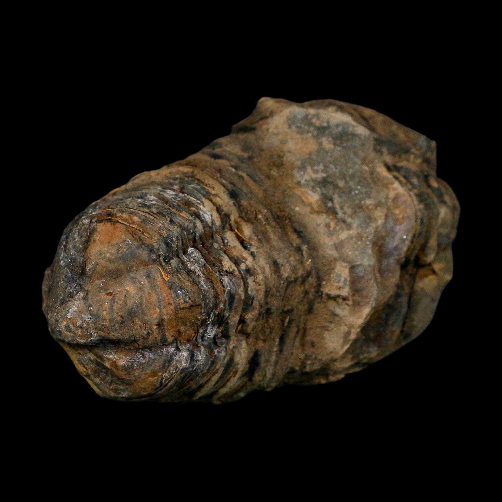3.4" Flexicalymene Trilobite Fossil Ordovician Age Tazzarine Region Morocco COA - Fossil Age Minerals