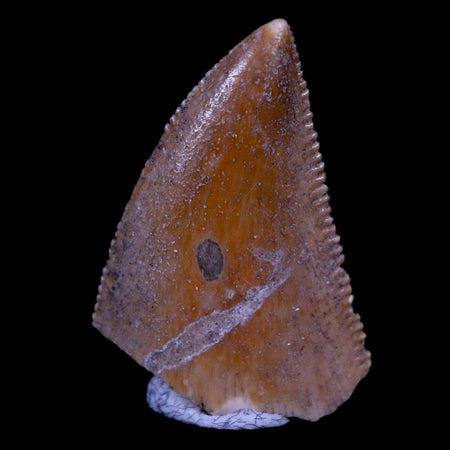 0.7" Majungasaurus Serrated Fossil Tooth Cretaceous Dinosaur Madagascar COA