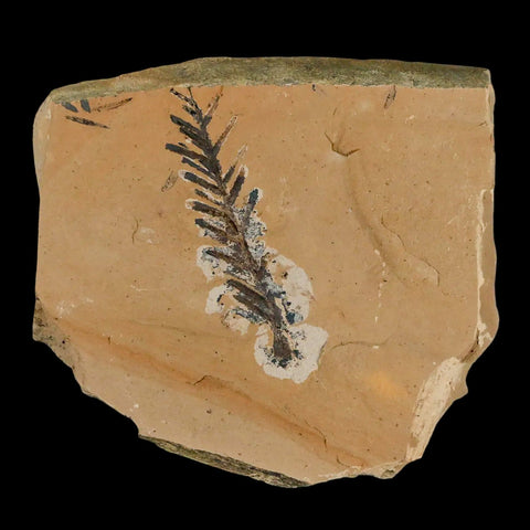 1.7" Detailed Fossil Plant Leafs Metasequoia Dawn Redwood Oligocene Age MT COA - Fossil Age Minerals