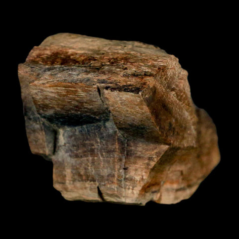 2.3" Gryposaurus Fossil Bone Growth Rings Duck-Billed Dinosaur Judith River MT COA