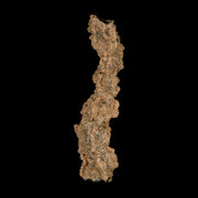3" Fulgurite Petrified Lightning Strike Glass Sahara Desert Algeria