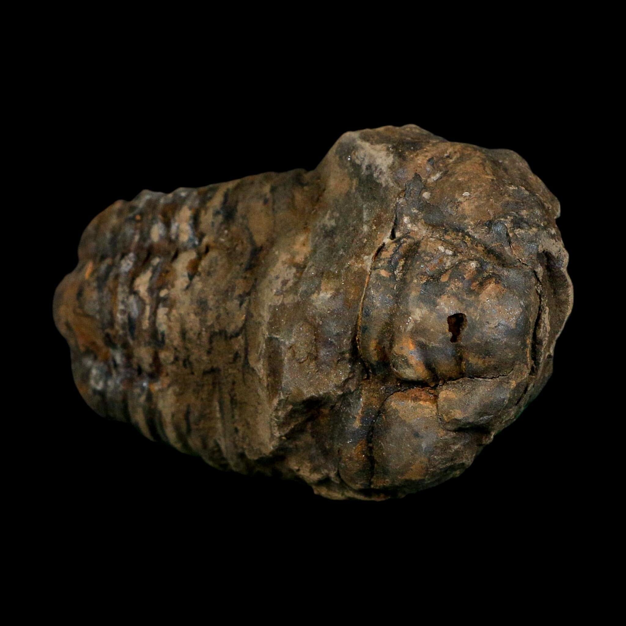 3.4" Flexicalymene Trilobite Fossil Ordovician Age Tazzarine Region Morocco COA - Fossil Age Minerals