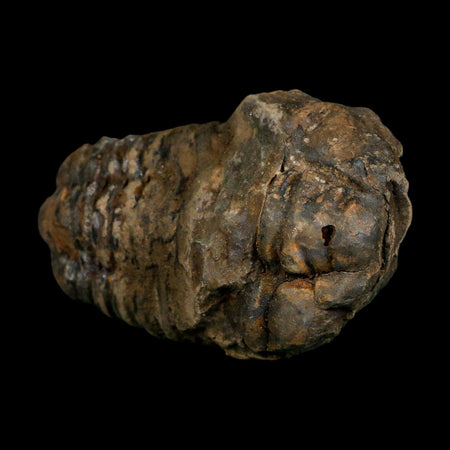 3.4" Flexicalymene Trilobite Fossil Ordovician Age Tazzarine Region Morocco COA