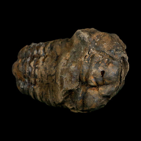 3.4" Flexicalymene Trilobite Fossil Ordovician Age Tazzarine Region Morocco COA