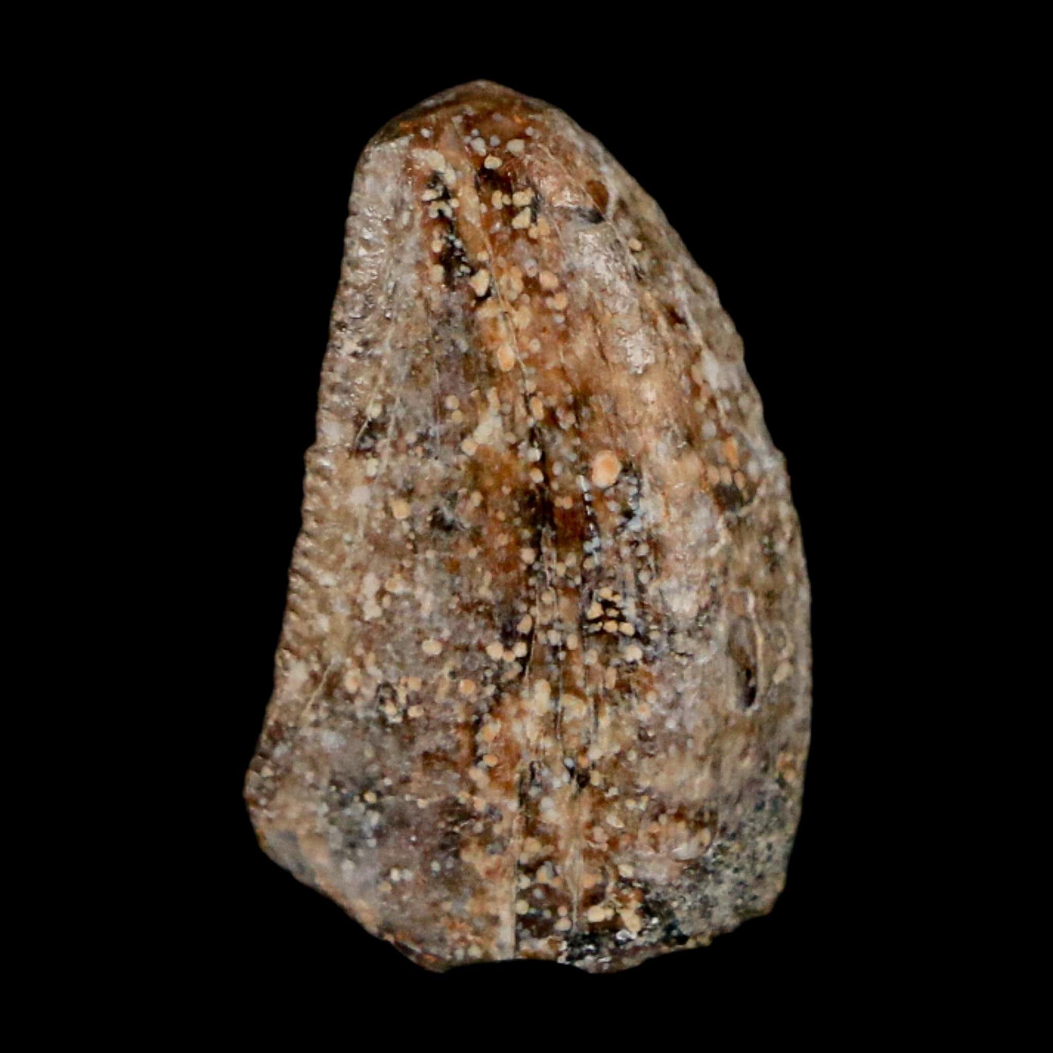 0.7" Majungasaurus Serrated Fossil Tooth Cretaceous Dinosaur Madagascar COA - Fossil Age Minerals