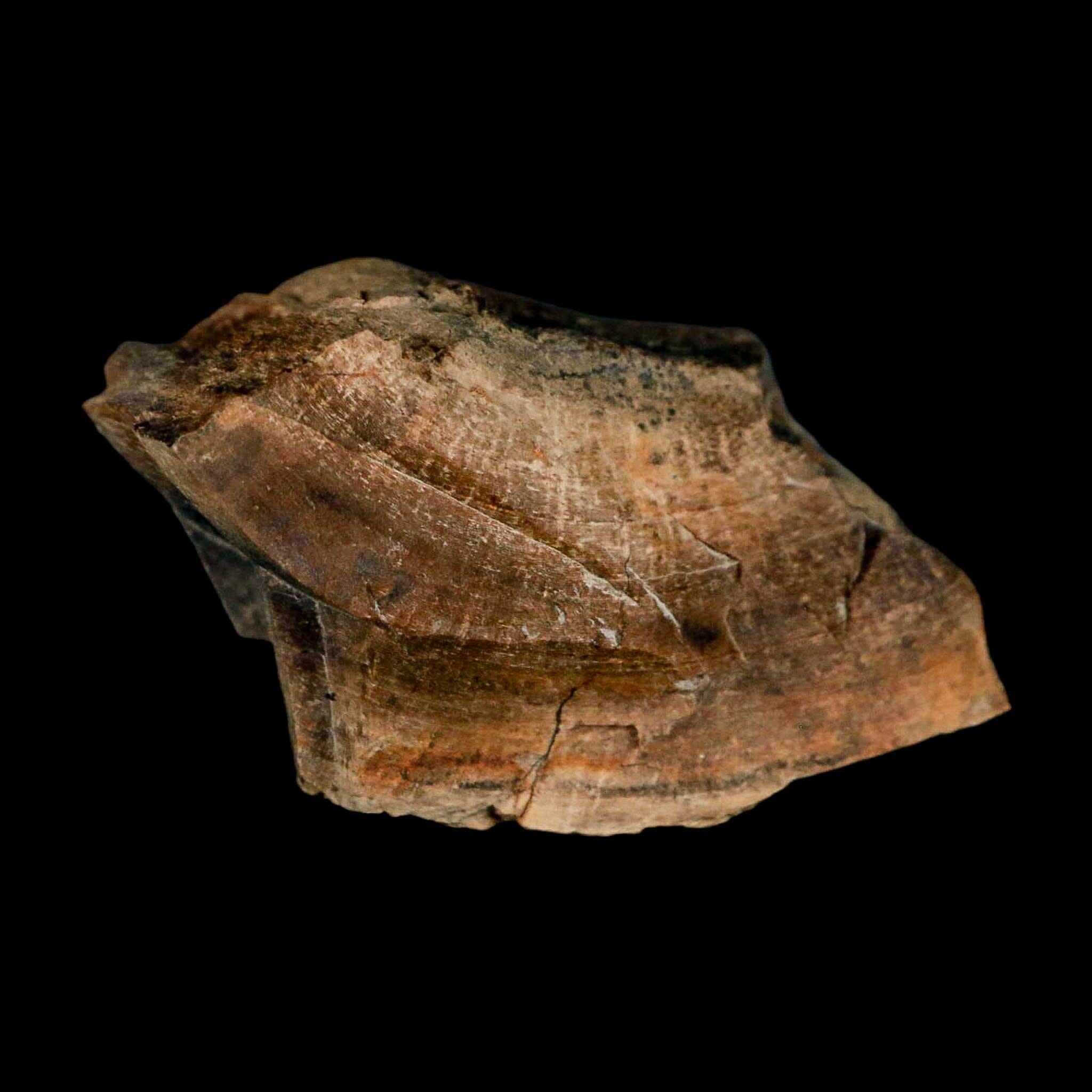 2.3" Gryposaurus Fossil Bone Growth Rings Duck-Billed Dinosaur Judith River MT COA - Fossil Age Minerals