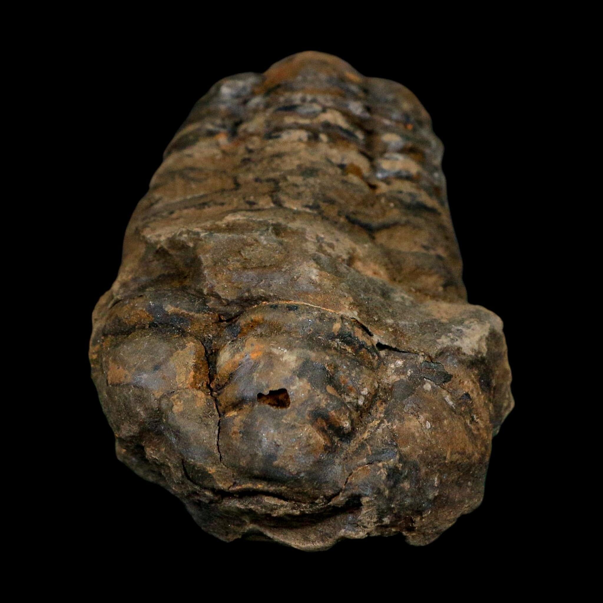 3.4" Flexicalymene Trilobite Fossil Ordovician Age Tazzarine Region Morocco COA - Fossil Age Minerals