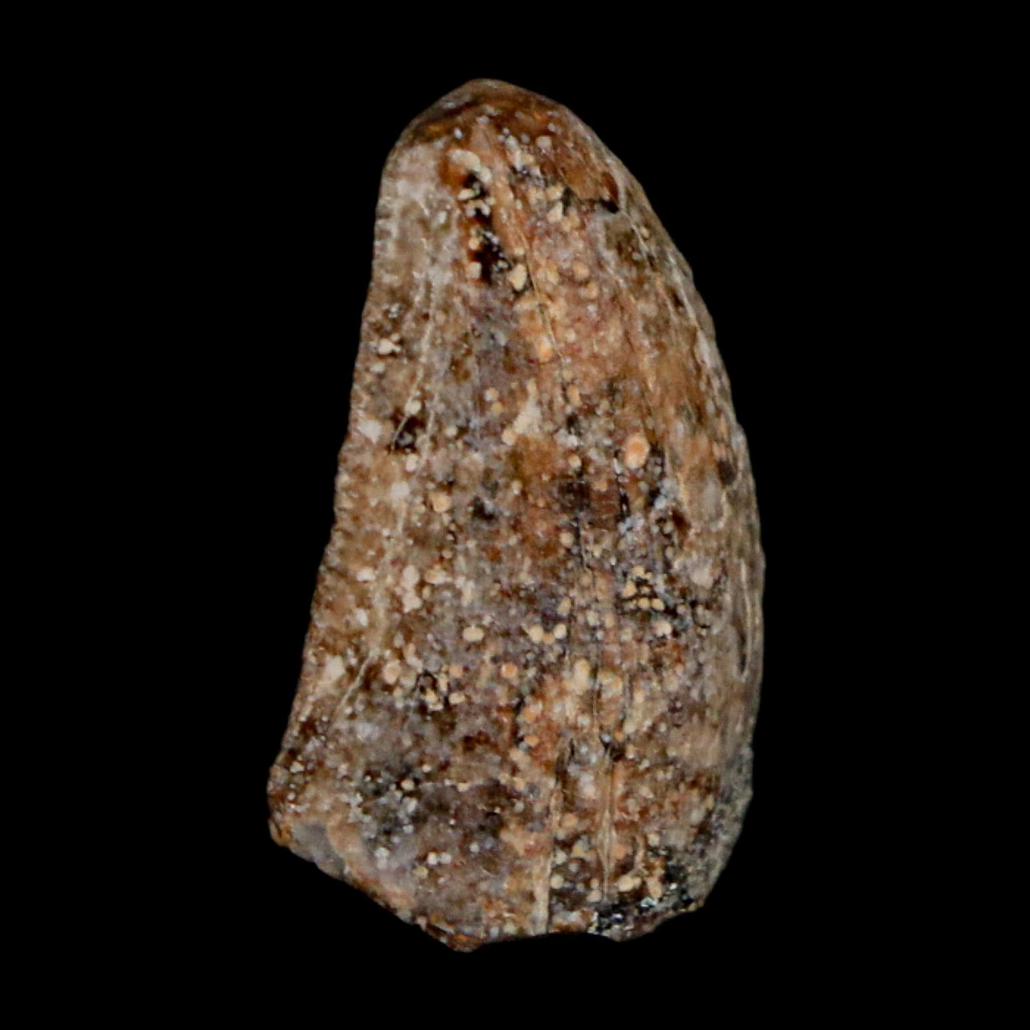 0.7" Majungasaurus Serrated Fossil Tooth Cretaceous Dinosaur Madagascar COA - Fossil Age Minerals